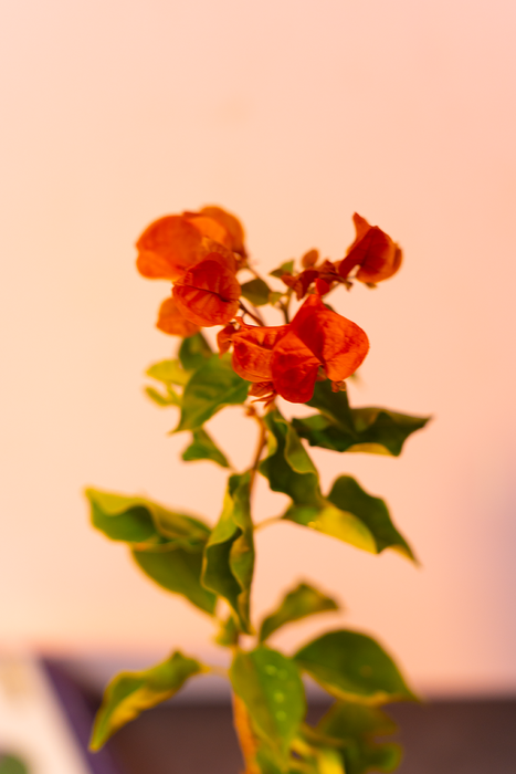 Bougainvillea Plant (Orange)