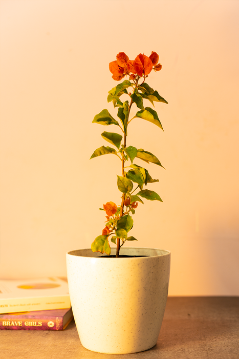 Bougainvillea Plant (Orange)