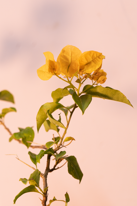 Bougainvillea Plant White, Flower plants