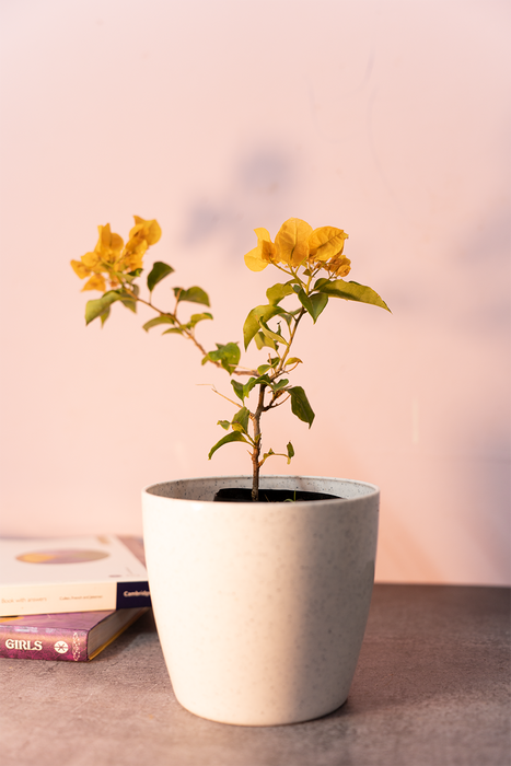 Bougainvillea Yellow Flower Plant