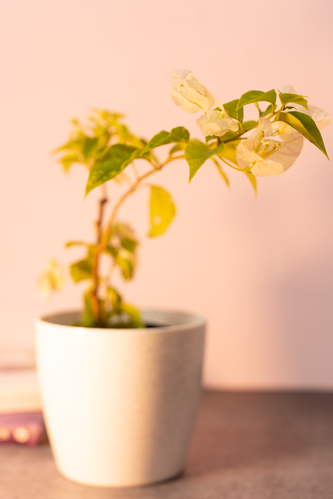 Bougainvillea Plant White, Flower plants