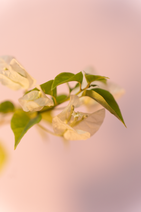 Bougainvillea Plant White, Flower plants