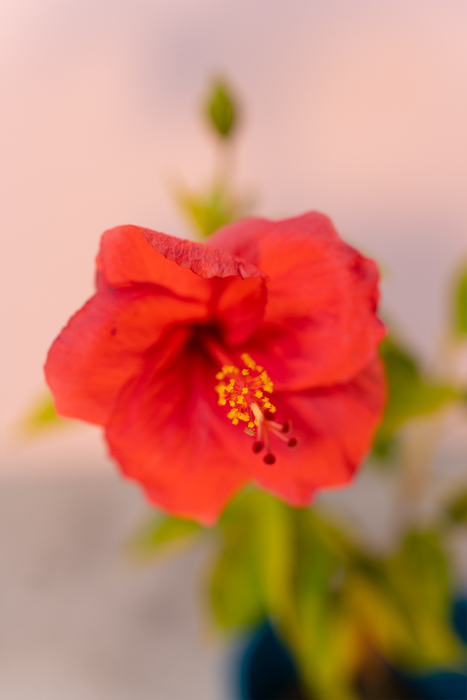 Hibiscus, Gudhal Flower (Dark Pink) Plant