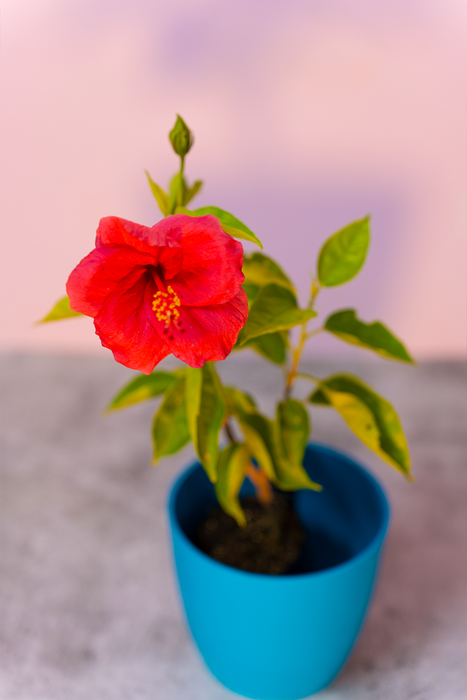 Hibiscus, Gudhal Flower (Dark Pink) Plant